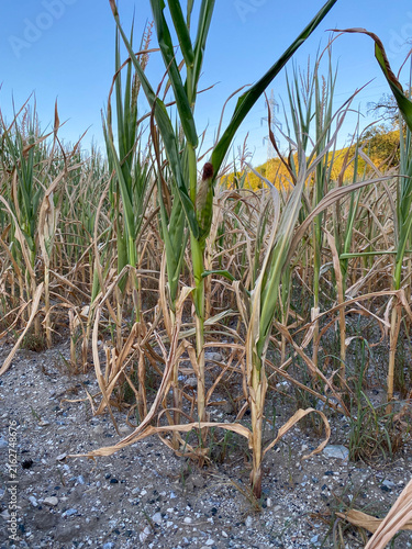 Agricultural field with dry corn stalks affected by hot summer weather.