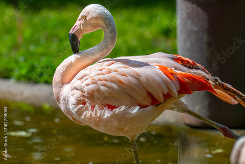 Obraz na plátně Elegant pink flamingo standing in shallow water, displaying its curved neck, bla