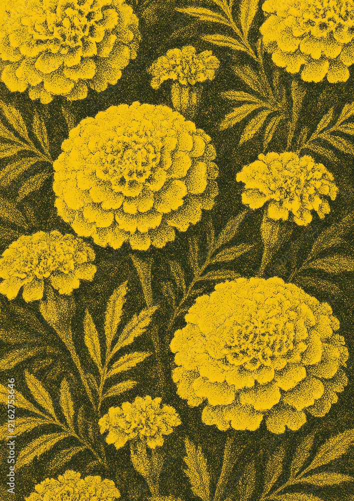 Fototapeta premium Vibrant marigold floral illustration