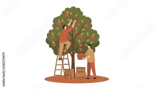 Two workers harvesting fresh red apples from a leafy orchard tree using a tall wooden ladder and crate.