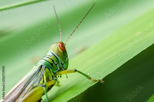 Fotografie Green grasshopper macro on leaf with long antenna and transparent wing, showing
