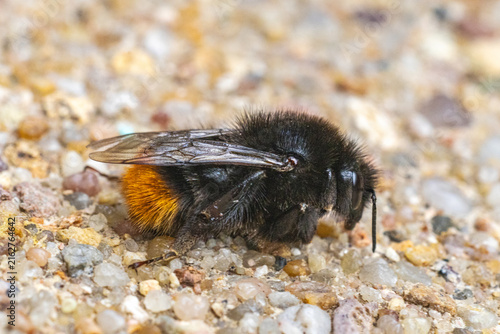 Steinhummel