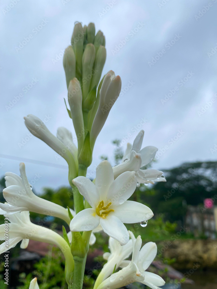 Fototapeta premium White tuberose flower in full bloom with water droplet on fresh petals tuberose botanical