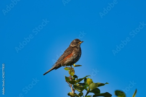 The redwing (Turdus iliacus) is a bird in the thrush family, Turdidae, native to Europe and the Palearctic.