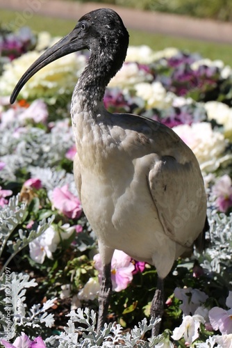 Bild auf Leinwand Australian white ibis standing in a colorful public park flower bed