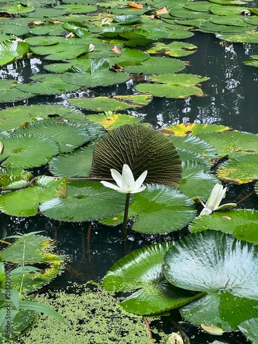 Bild auf Leinwand water lily in the pond