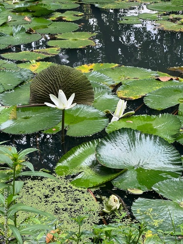 Foto water lilies in the pond