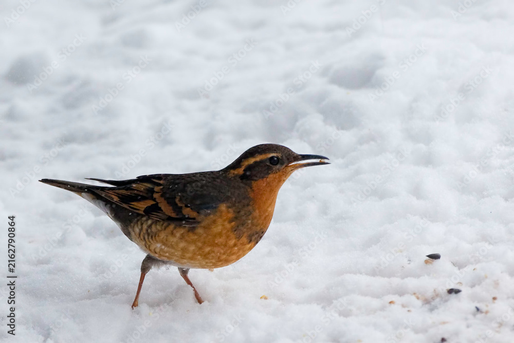 Fototapeta premium Varied Thrush, Ixoreus naevius, feeding in the snow