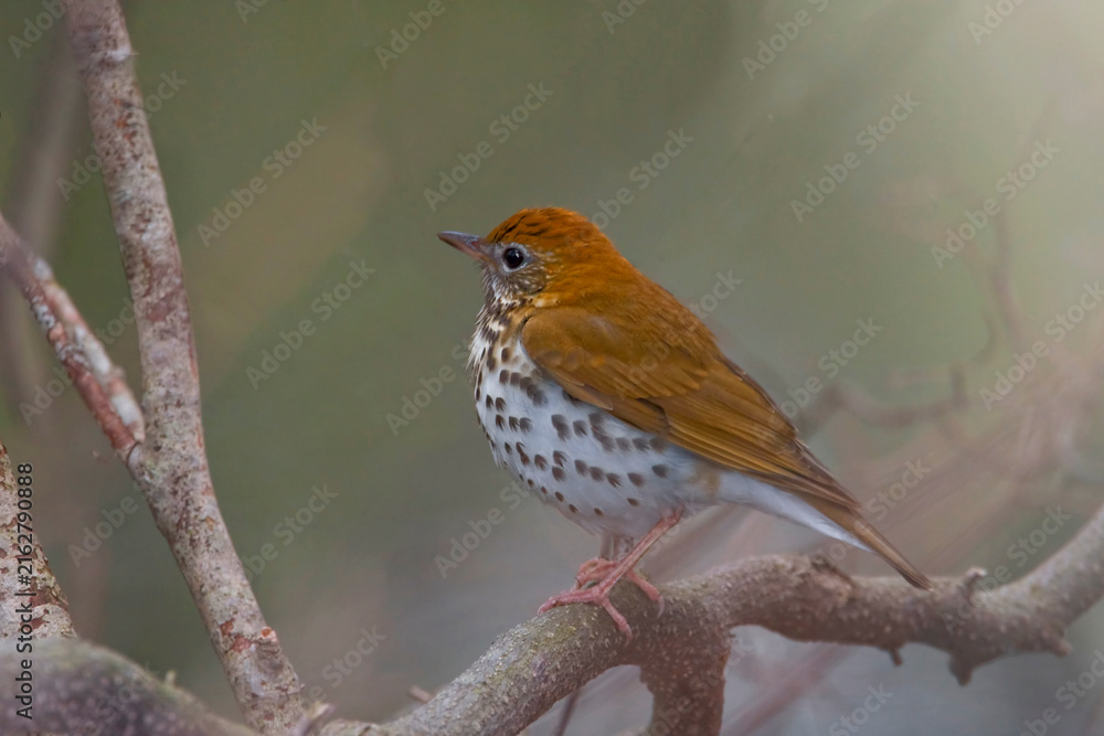 Fototapeta premium Wood Thrush, Hylocichla mustelina, perched in a tree