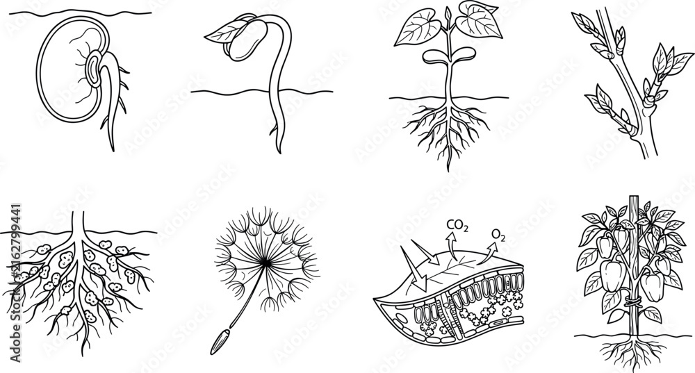 Fototapeta premium Line drawings of plant growth stages including germination, photosynthesis, and fruiting