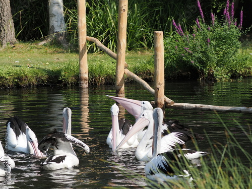 Australian pelicans in London