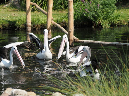 Australian pelicans in London