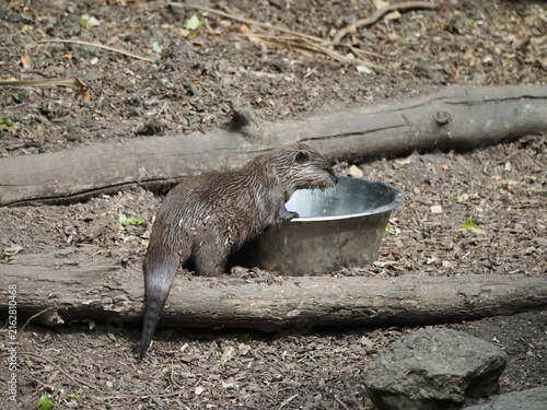 Asian small-clawed otter
