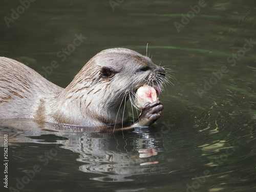 Asian small-clawed otter
