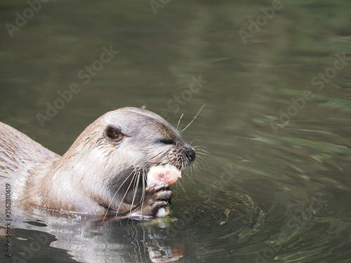 Asian small-clawed otter