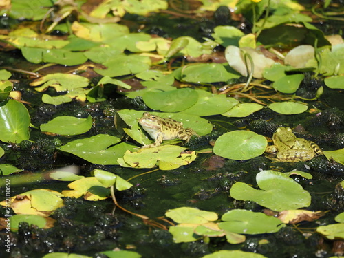 Green frogs on lily pads 