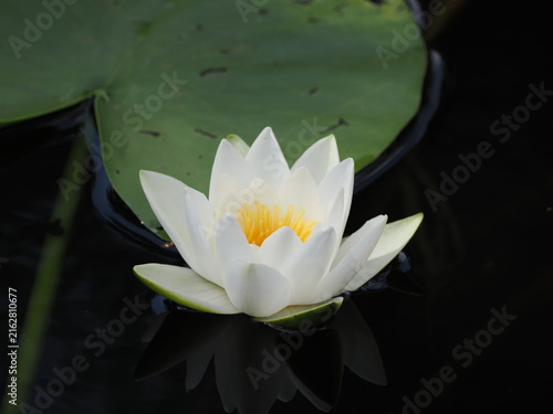 white lotus flower in pond