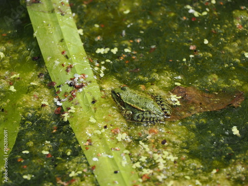 Green frogs in late summer