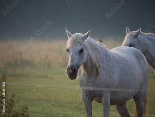 Принти на полотні A speckled white horse stands in a grassy field.