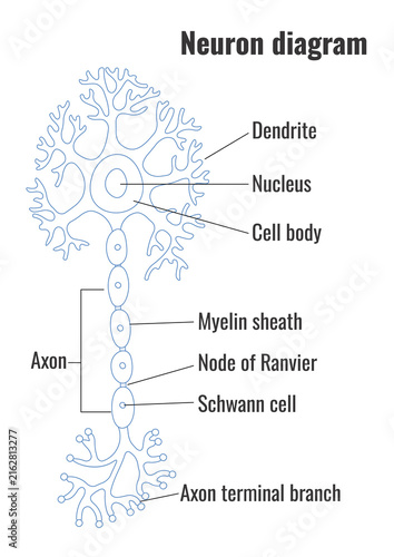 Obraz na plátně Neuron Anatomy Diagram Illustration