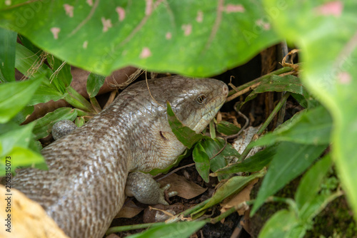 Photography Common Blue Tongue Skink