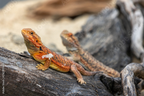 Central bearded dragon, a popular Australian reptile