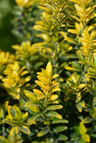 Canvastavla Detailed view of the bright yellow and green variegated leaves on the upright br