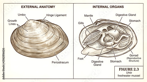 Clam external anatomy and internal organs biological diagram with internal, education