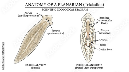 Anatomy of a planarian scientific zoological diagram showing internal and external