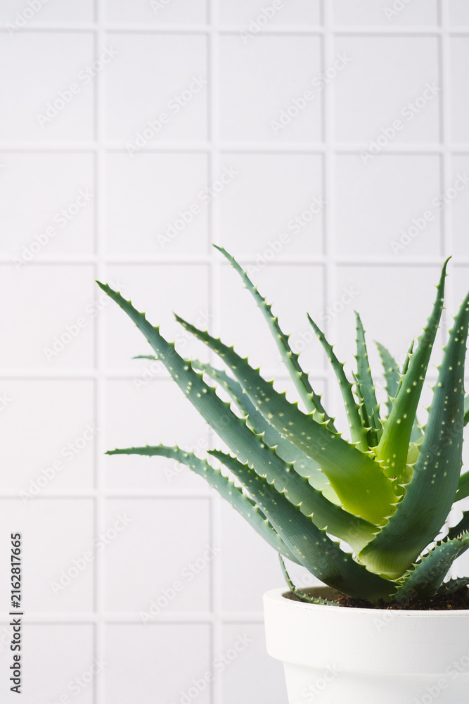 Fototapeta premium Aloe vera plant in a white pot against a tiled background