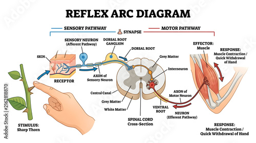 Reflex arc diagram showing nervous system pathway and spinal cord with stimulus, receptor