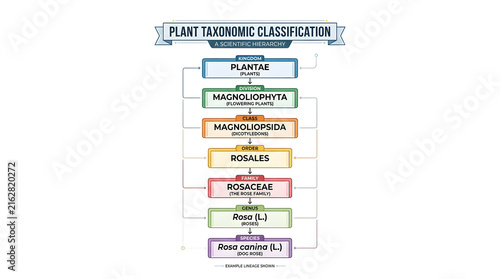 Plant taxonomic classification hierarchy chart showing biological categories with taxonomy