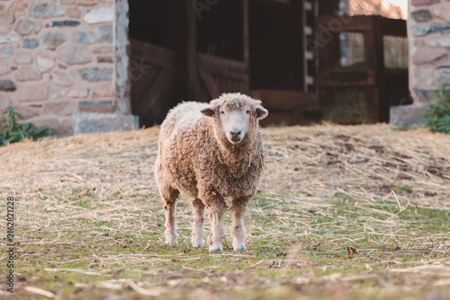 Foto A Sheep in front of a barn, making eye contact in Bucks County, Pennsylvania