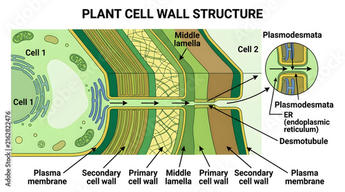 Detailed plant cell wall structure diagram showing cell layers and plasmodesmata