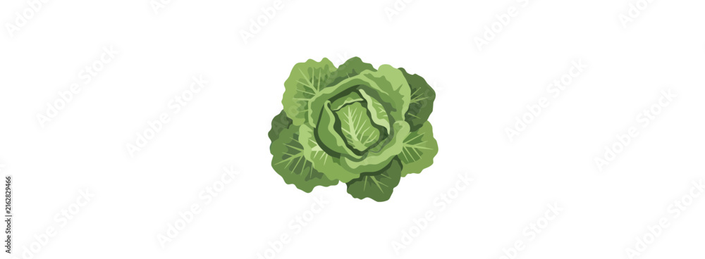 Obraz premium Fresh Green Cabbage Head Vector Illustration