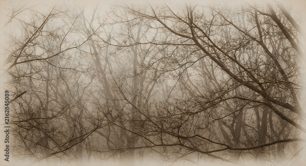 Obraz premium Tree branches with bare winter twigs against gray sky