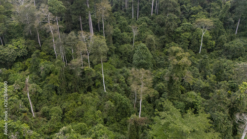 Aerial view of Kakum National Park featuring a dense tropical rainforest canopy with lush green foliage and tall emergent trees in Odumase Abrafo, Central Region, Ghana.