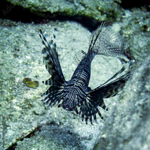 Картината върху платно lionfish