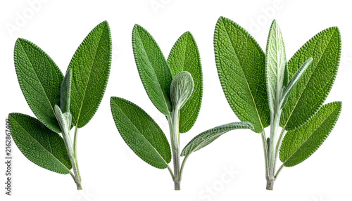 Close-up studio shot of three sage sprigs, showcasing detailed textures and vibrant green foliage against a solid black backdrop