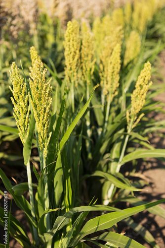 Fotografie Row of green sorghum plants growing on farm field