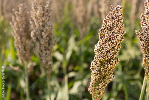 Obraz na płótnie Sorghum bicolor grain panicle close up with blurred field background