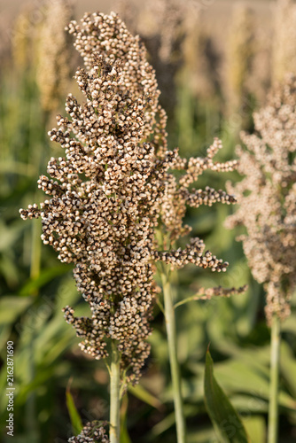 Fotografie Ripe sorghum grain head close up outdoors