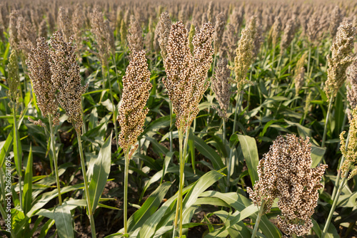 Фотография White sorghum field before harvest