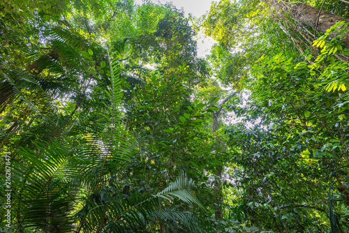 Deep green tree forest botanical background