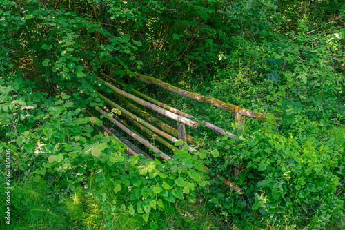 Canvastavla Structure en bois et bambou envahie par la végétation en forêt