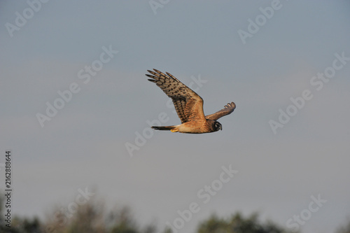 Northern Harrier Hawk soaring over open field in Florida scanning for possible food sources