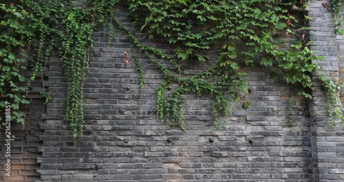 Green japanese creeper climbing on the bricks wall in kuanzhaixianzi alley,Chengdu city,china