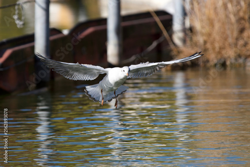 Cuadro en lienzo Black-headed Gull Landing on Water at Shinobazu Pond Tokyo