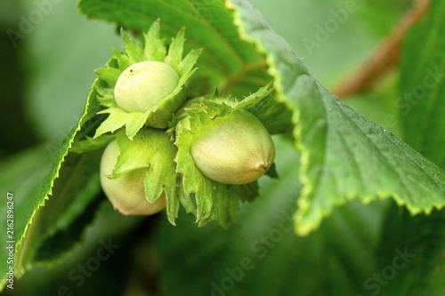 Foto Macro view of several unripe hazelnuts clustered on a leafy branch, showing fres
