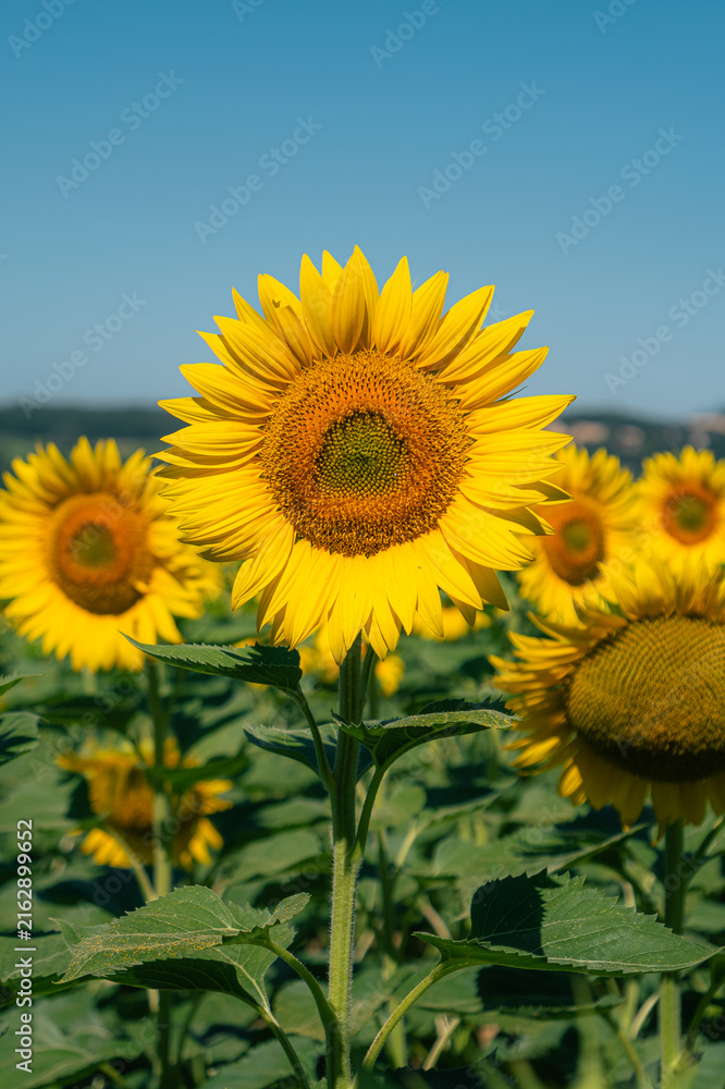 Fototapeta premium Champ de tournesols en fleurs sous un ciel bleu d'ete